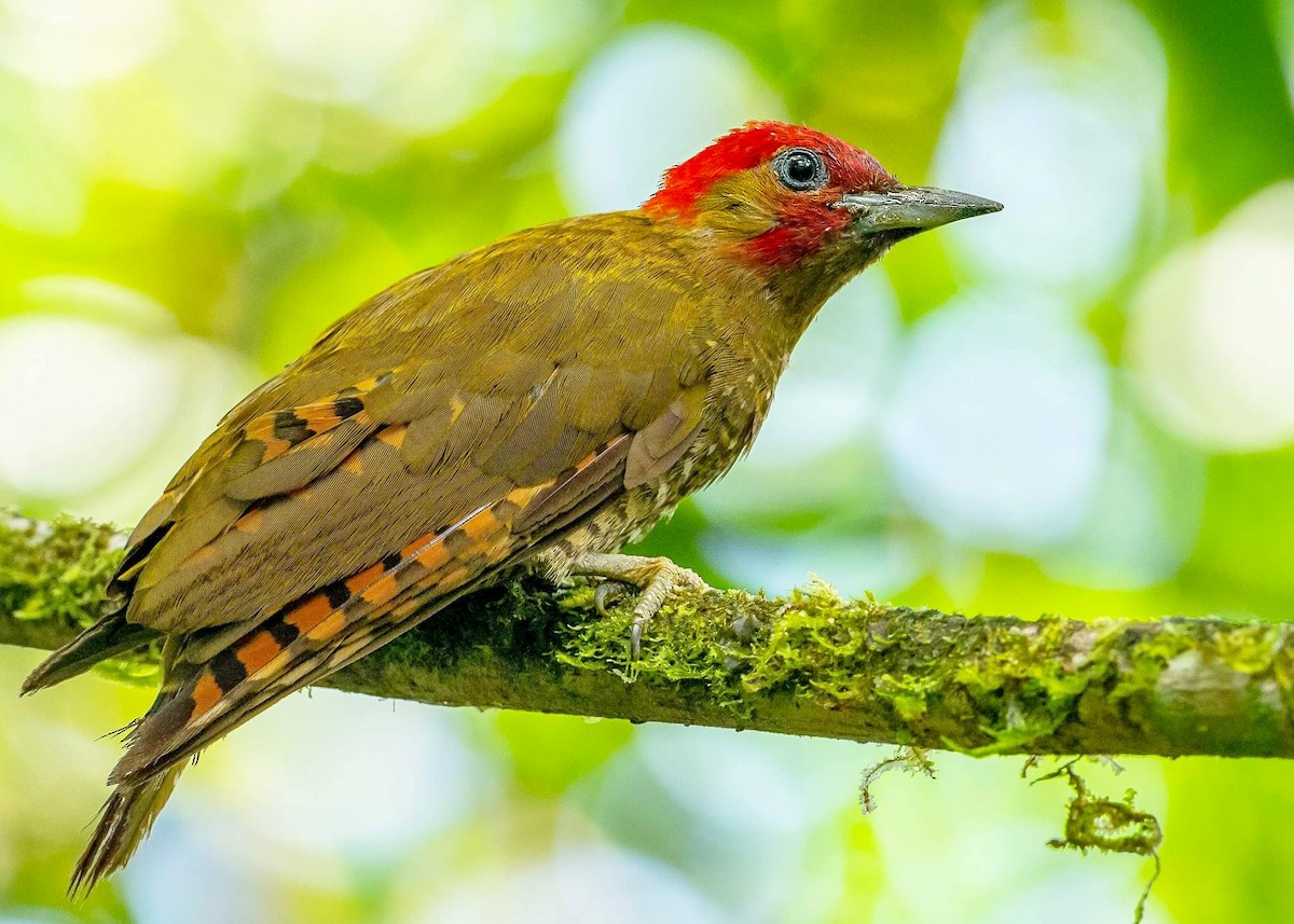 Rufous-winged Woodpecker - ML315491461