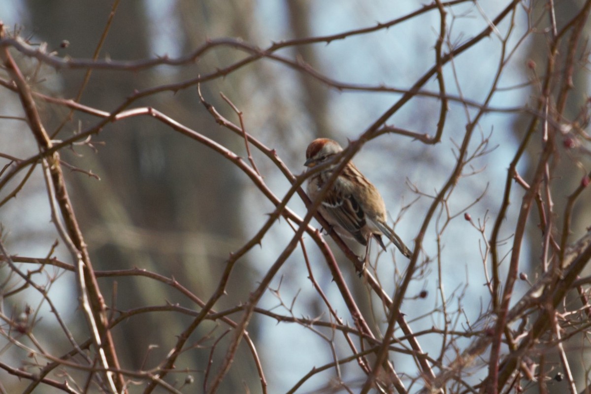 American Tree Sparrow - ML315492501