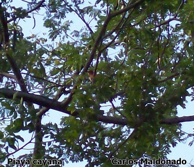 Squirrel Cuckoo - Carlos Eduardo Maldonado Amaya