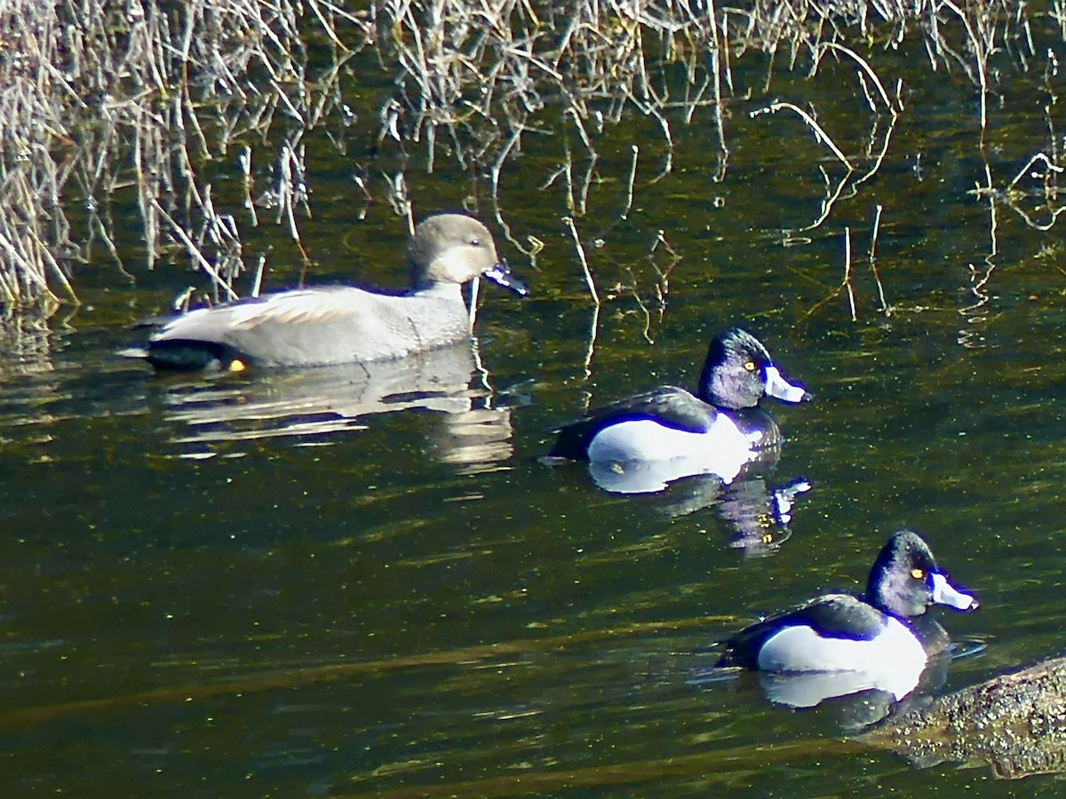 Ring-necked Duck - Philip Dickinson