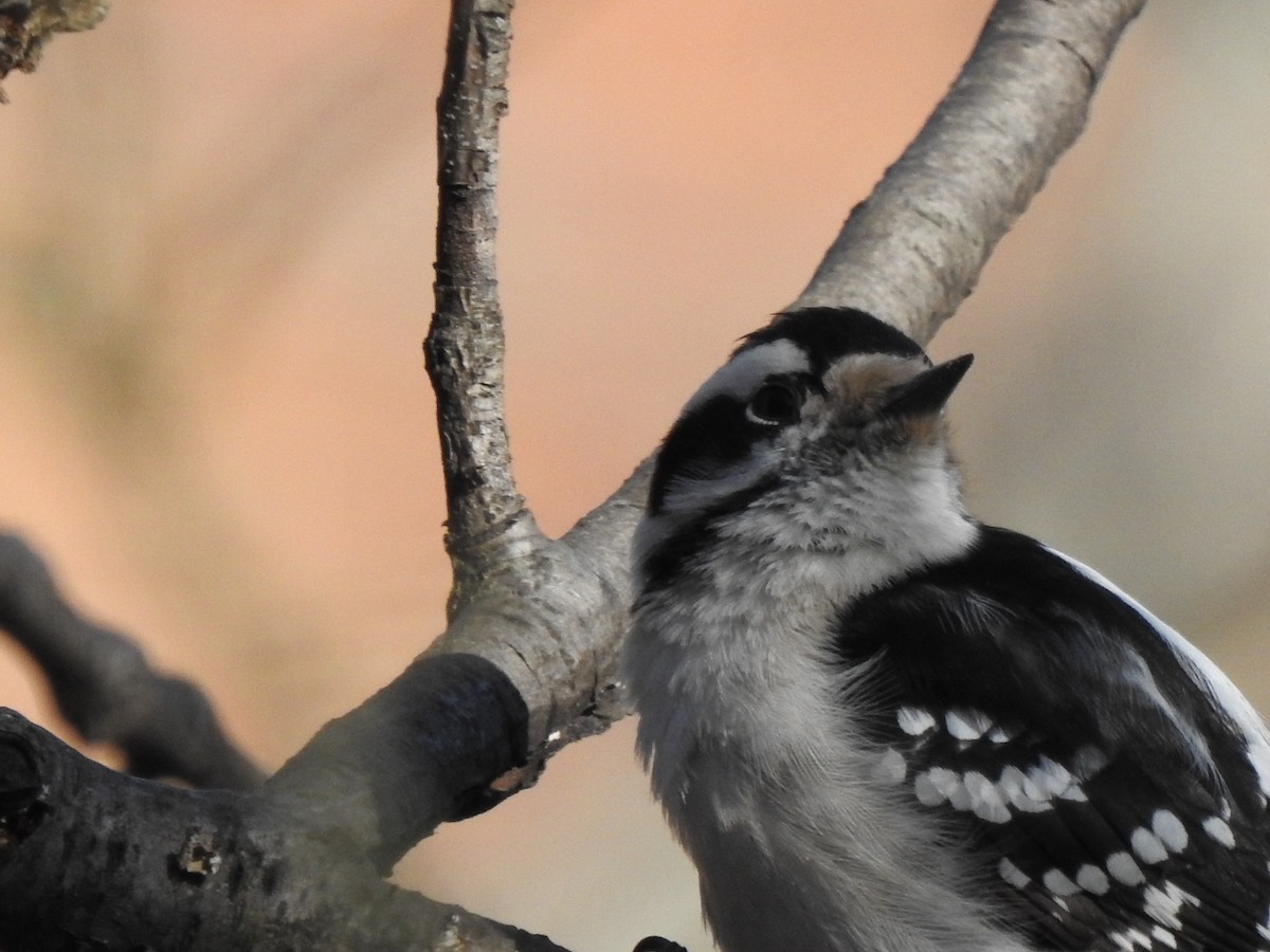 Downy Woodpecker - ML315493231