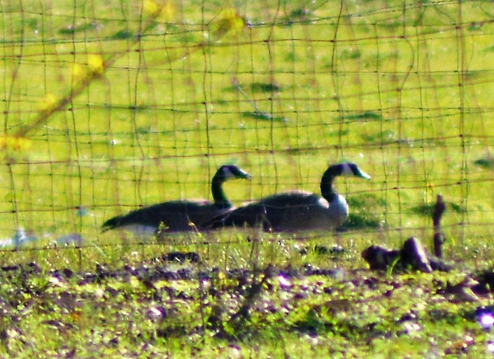 Canada Goose - ML315493801