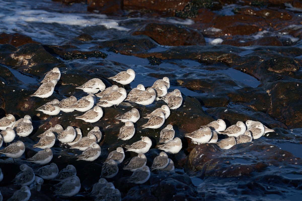 Bécasseau sanderling - ML315494461