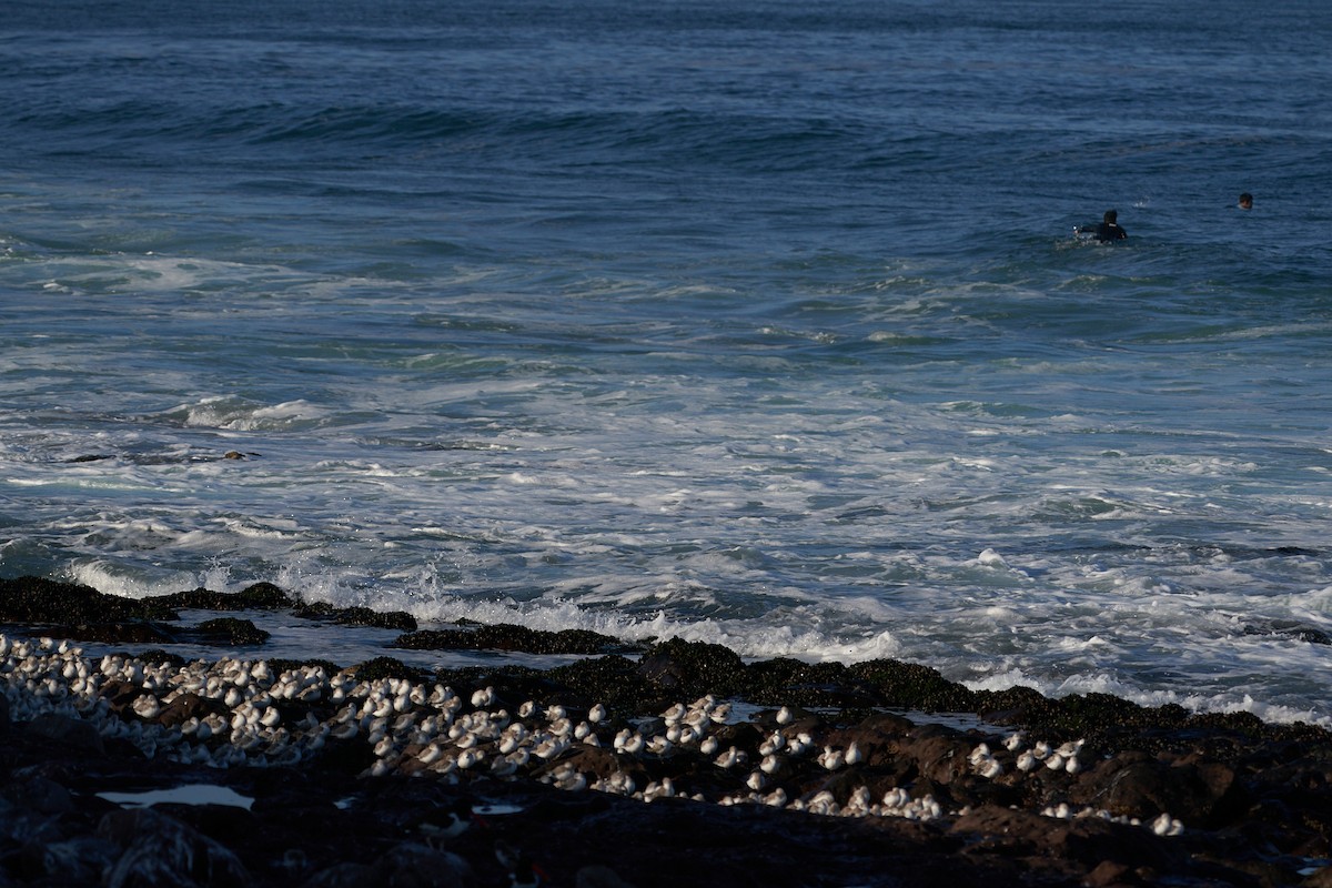 Bécasseau sanderling - ML315494481