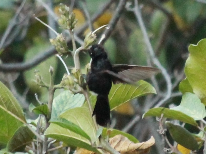 Black Metaltail - ML31549511