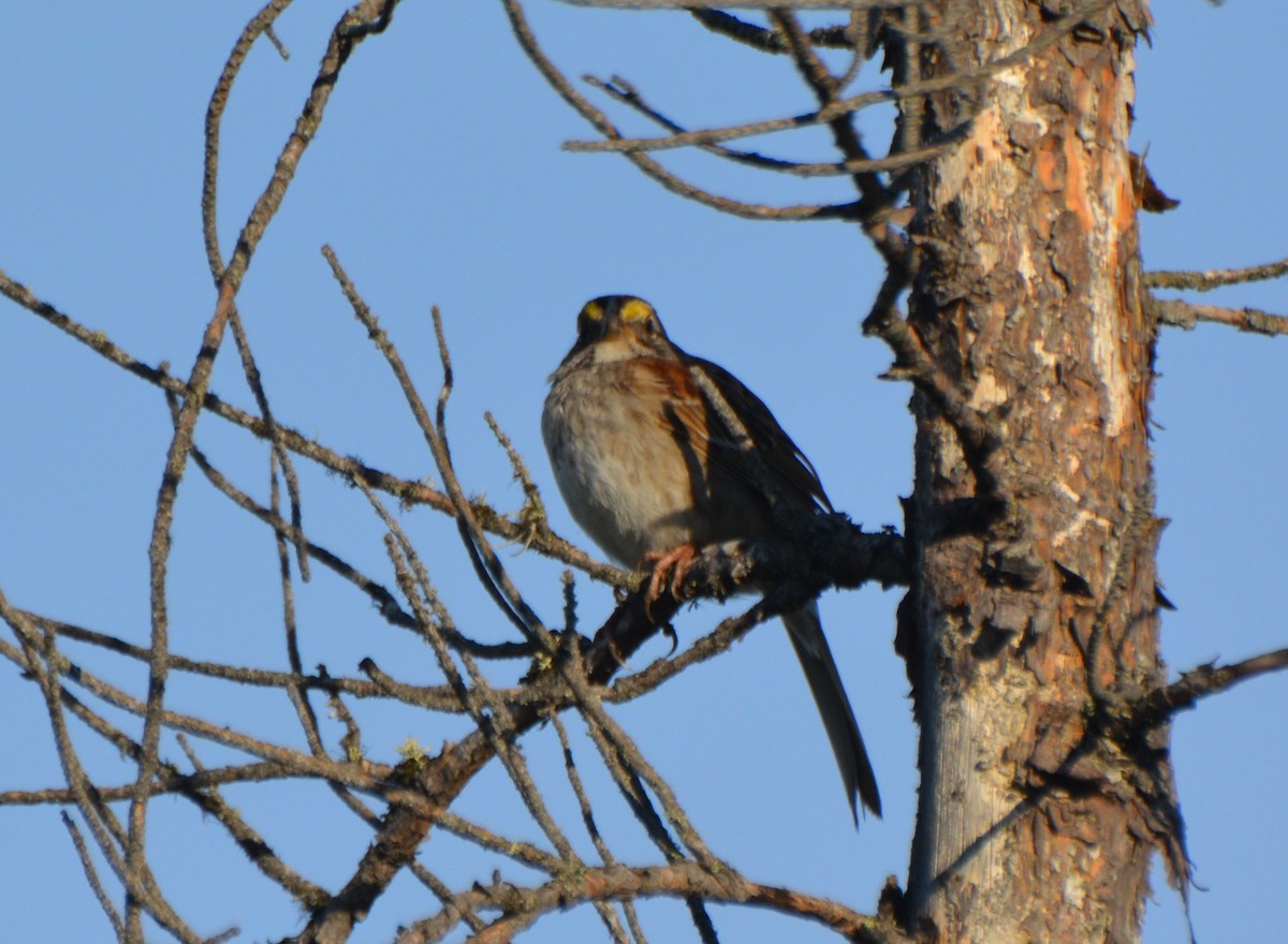 White-throated Sparrow - ML31549551