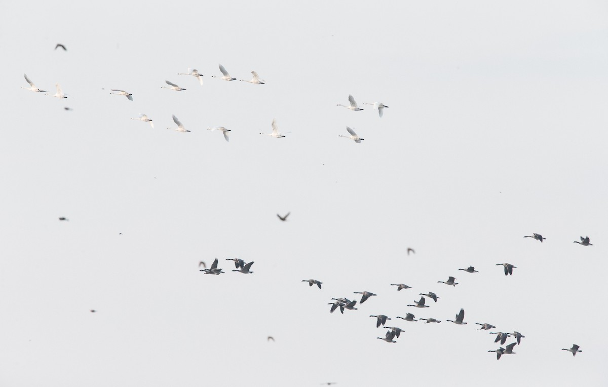 Canada Goose - Brandon Holden