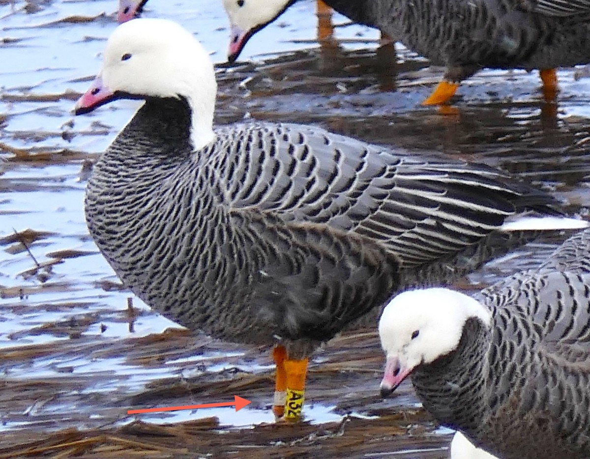 Emperor Goose - Stacy Studebaker