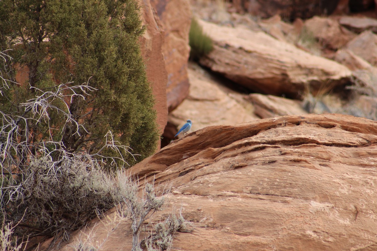 Mountain Bluebird - ML315498481