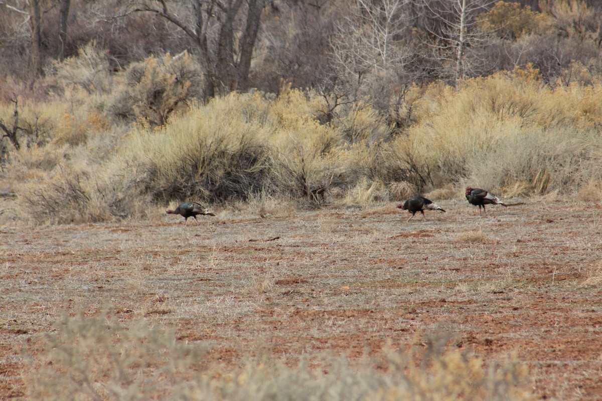 Wild Turkey - Makenzy Johnson