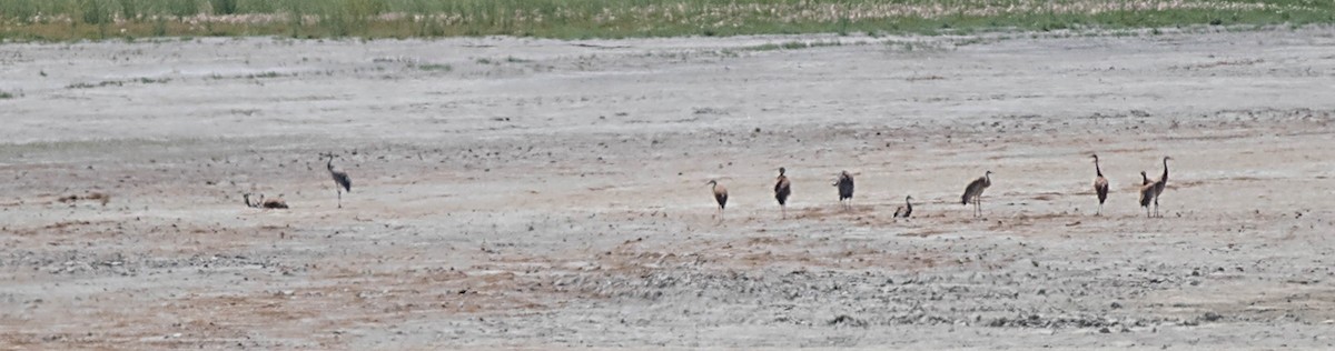 Sandhill Crane - ML31549981