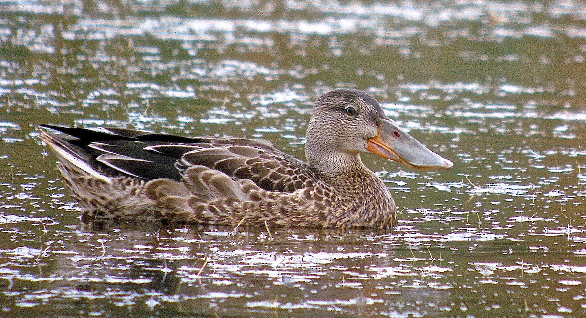 Northern Shoveler - ML31550001