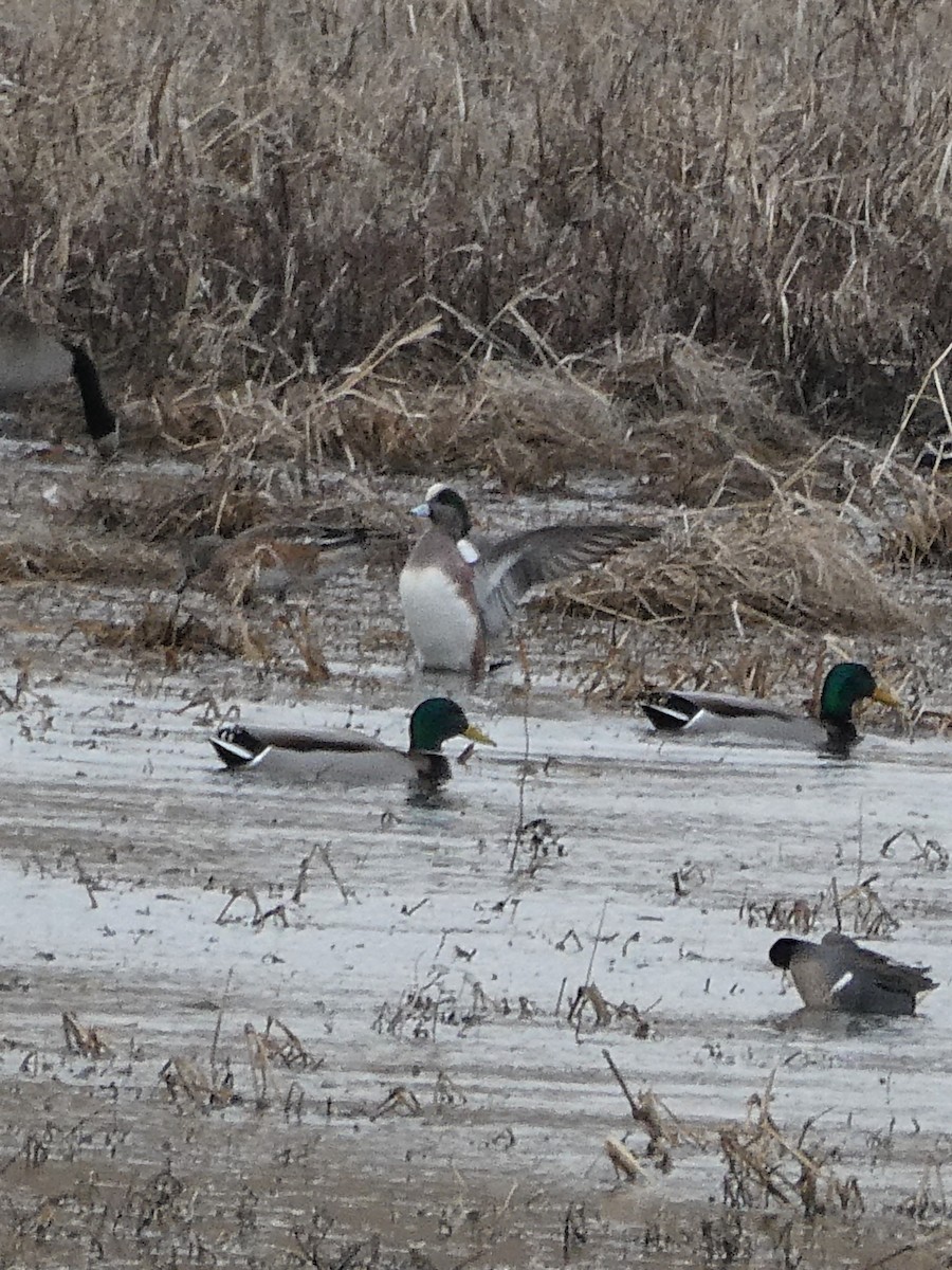 American Wigeon - ML315500291