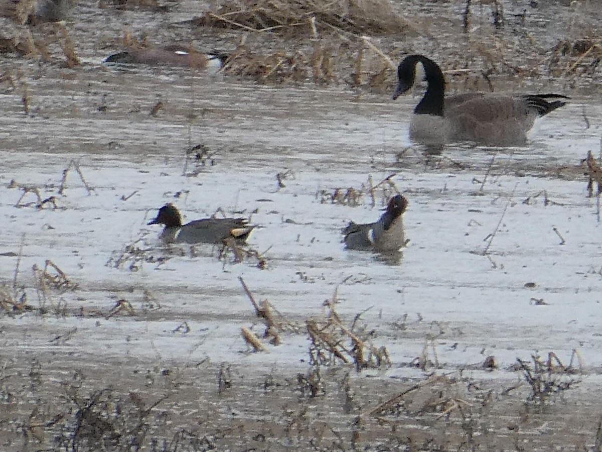 Green-winged Teal - ML315500321