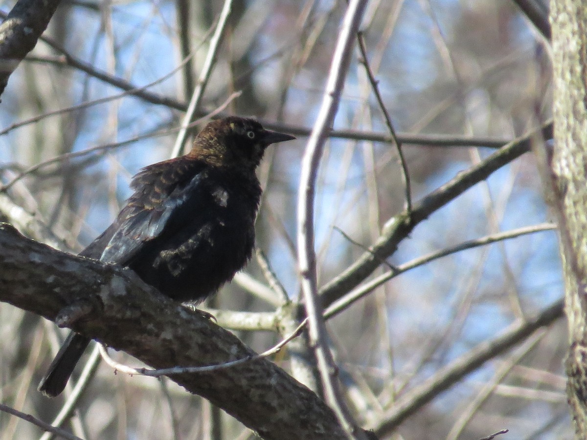 Rusty Blackbird - Ray Miskowski