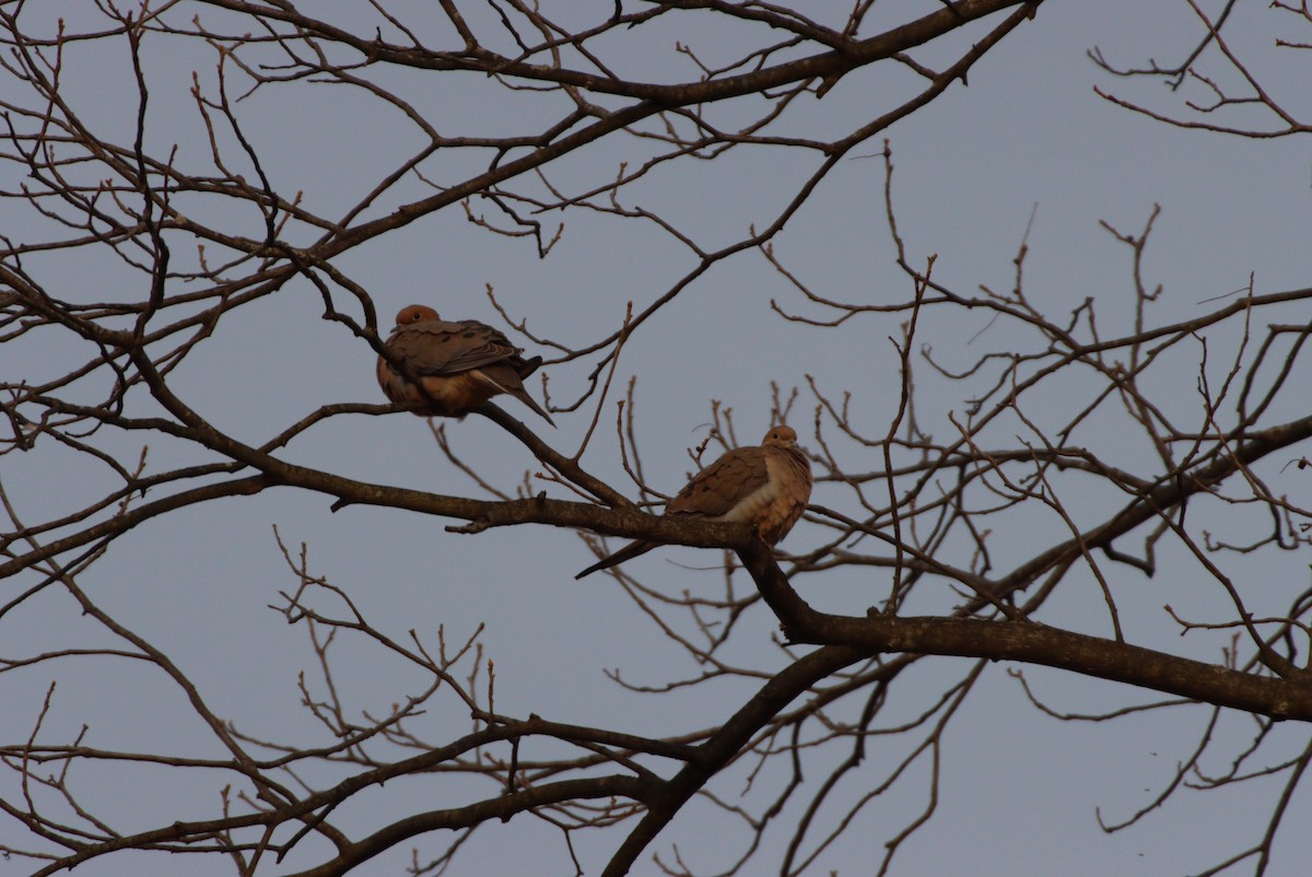 Mourning Dove - ML315501991