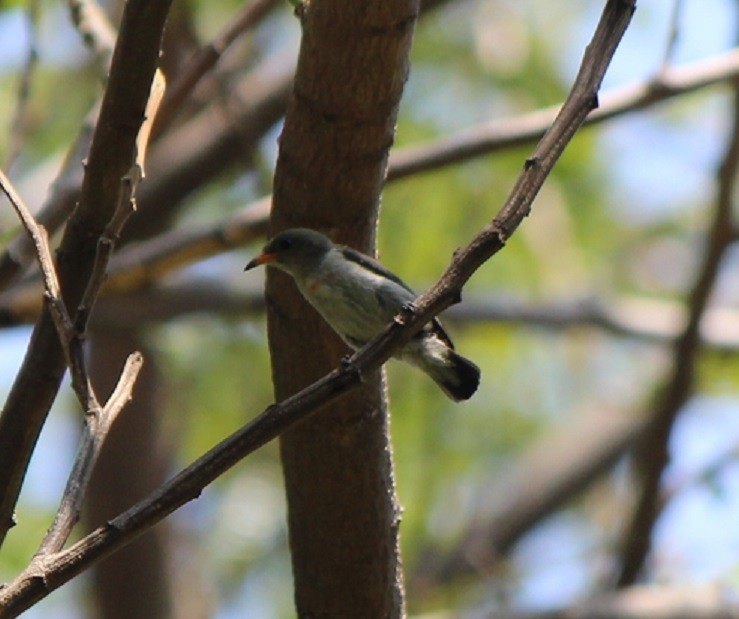 Scarlet-headed Flowerpecker - ML315502101