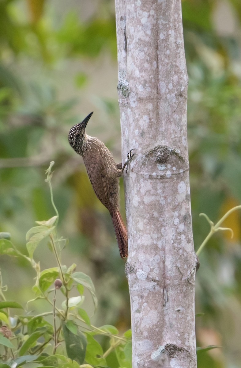 White-throated Woodcreeper - Michel Gutierrez