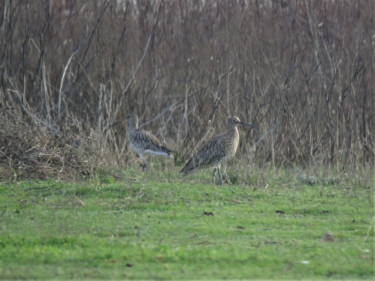 Eurasian Curlew - ML315505881