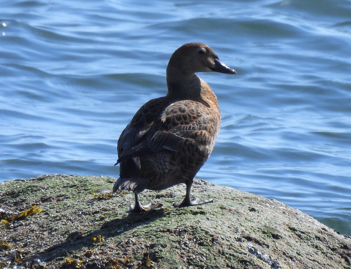 King Eider - ML315506101