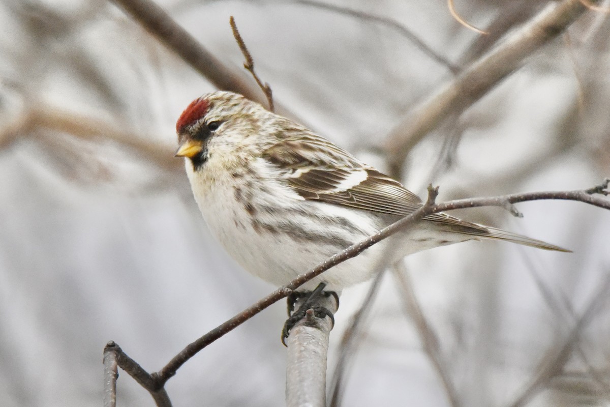 Redpoll - Christopher Veale