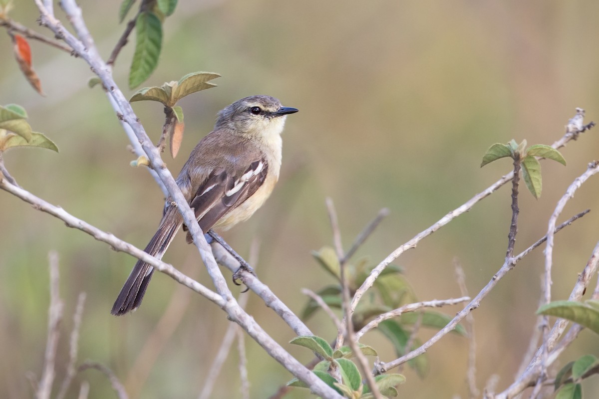 Bahia Wagtail-Tyrant - Michel Gutierrez