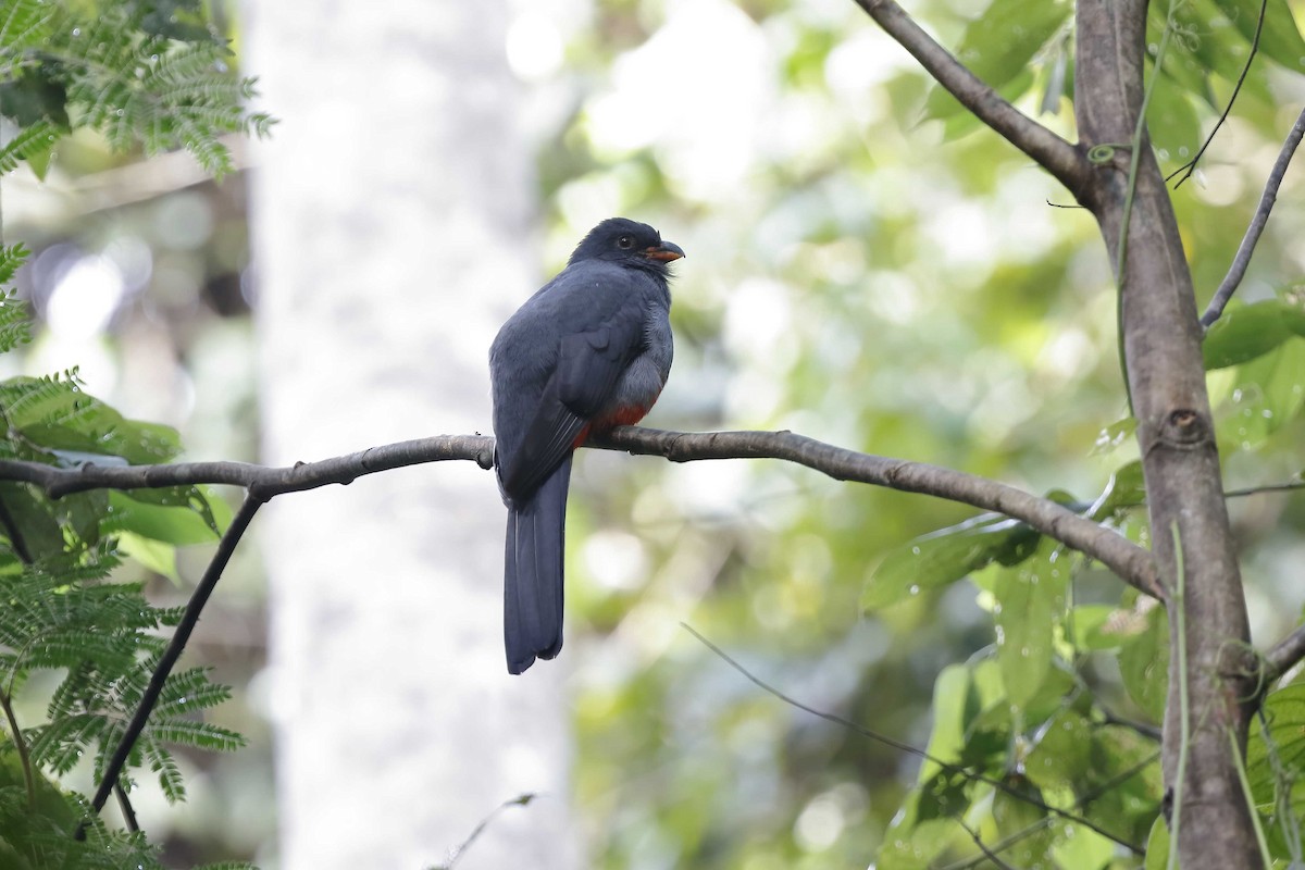 Trogon de Masséna - ML315507921