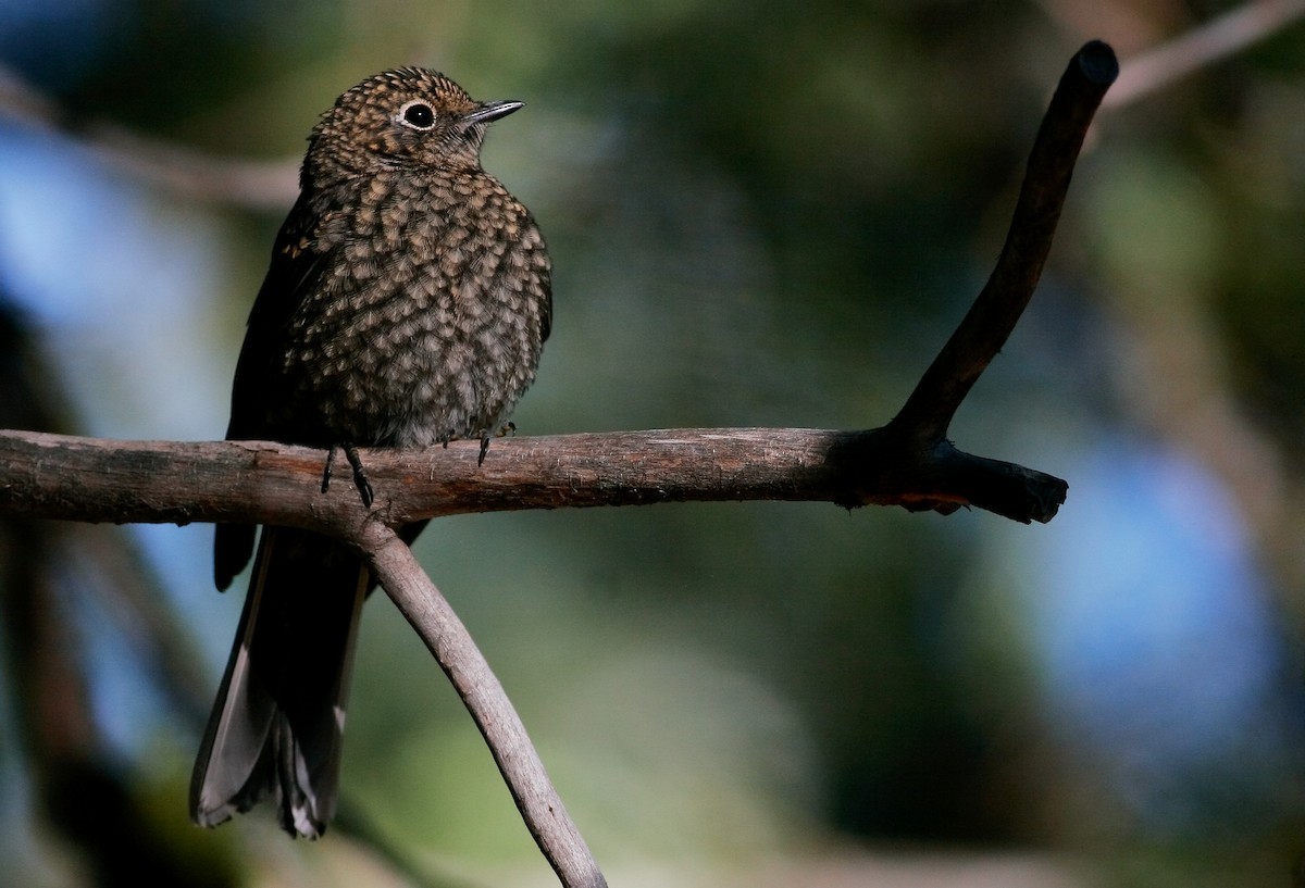 Townsend's Solitaire - Andrew Johnson