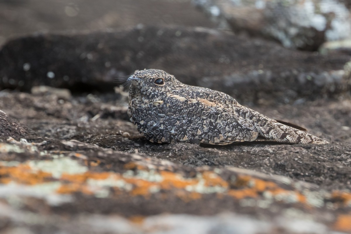 Pygmy Nightjar - ML315508091