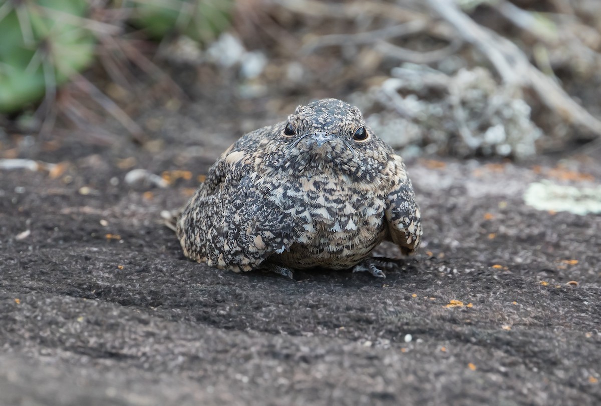 Pygmy Nightjar - ML315508131