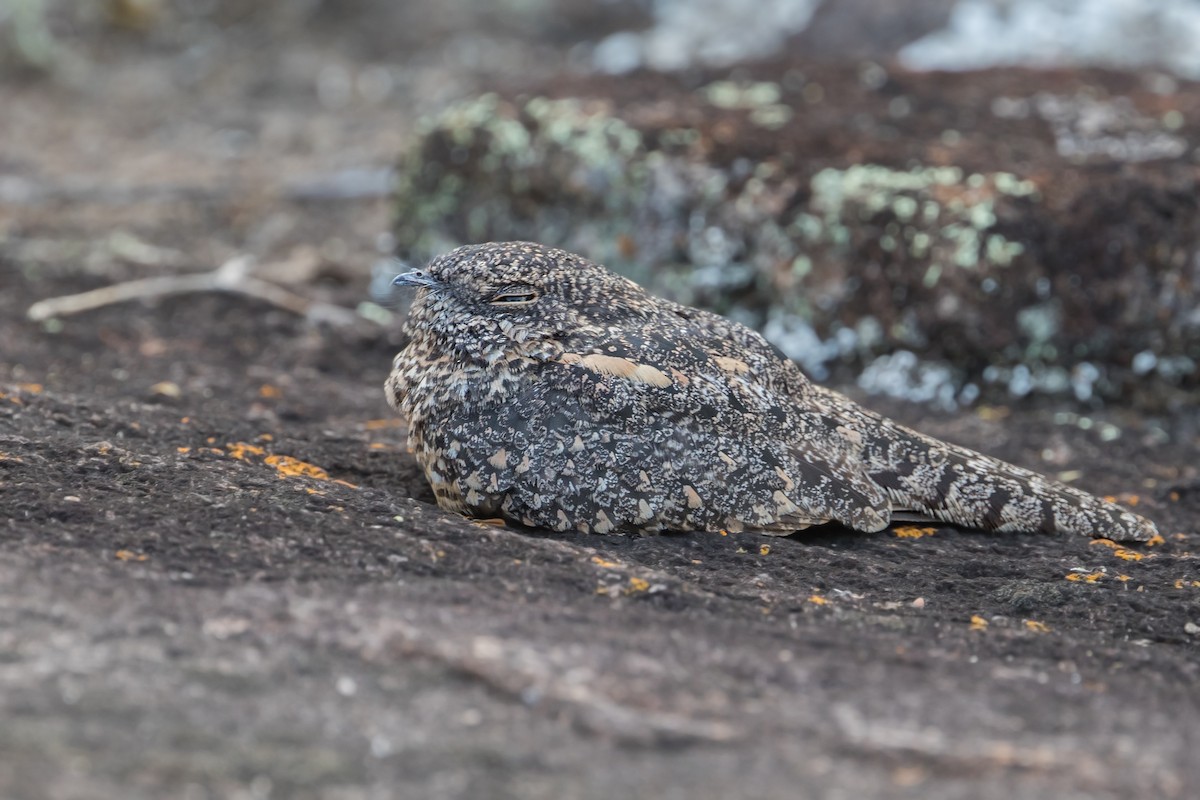 Pygmy Nightjar - ML315508151