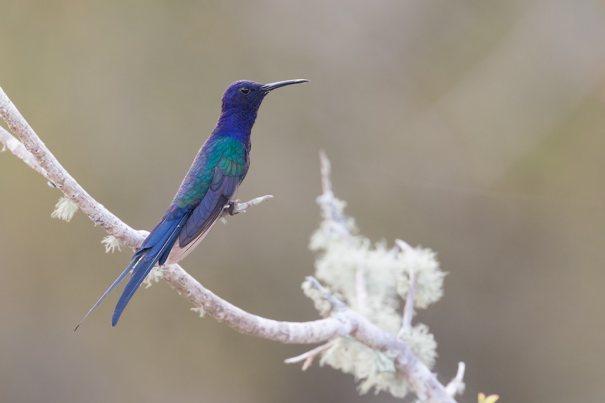 Swallow-tailed Hummingbird - Michel Gutierrez