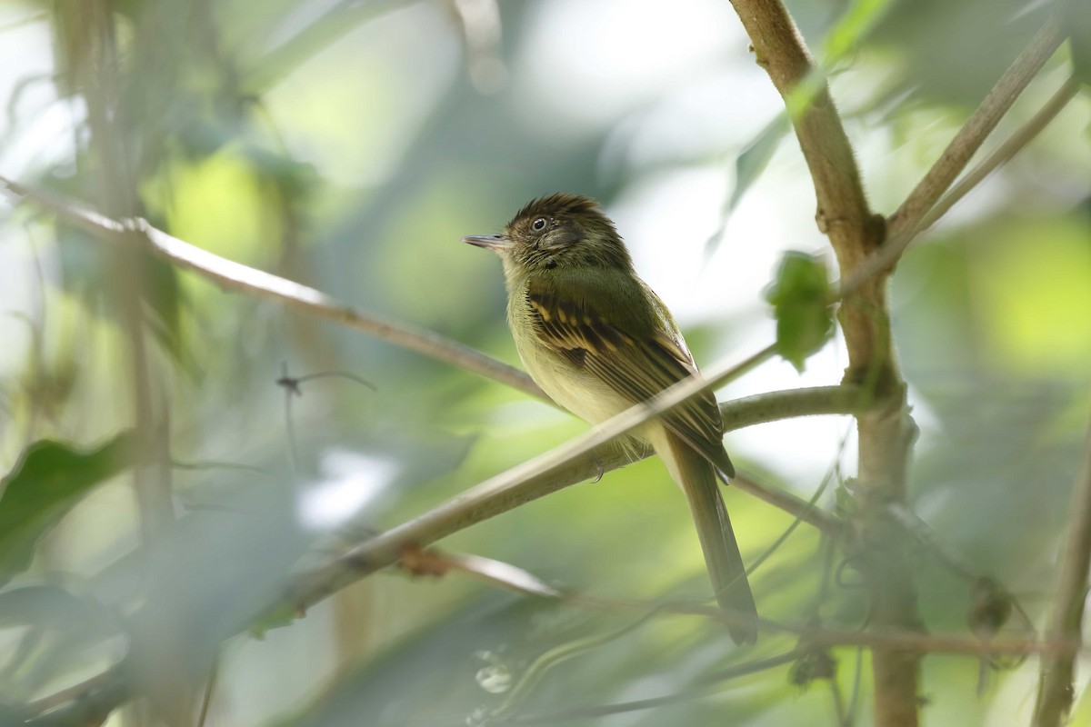 Sepia-capped Flycatcher - ML315508401