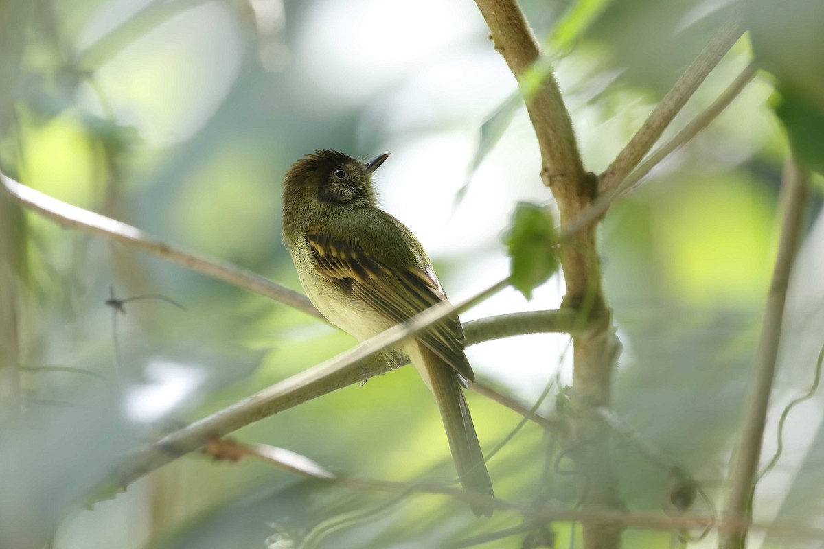 Sepia-capped Flycatcher - ML315508421