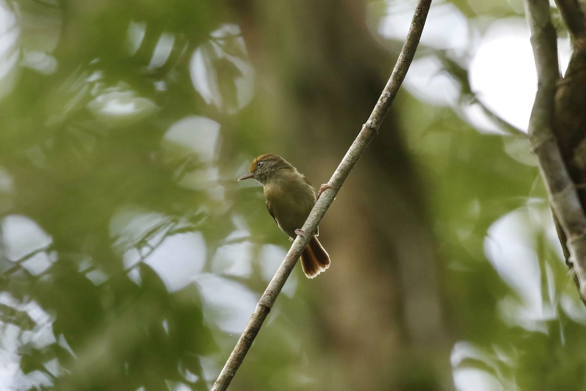 Tawny-crowned Greenlet - ML315508521