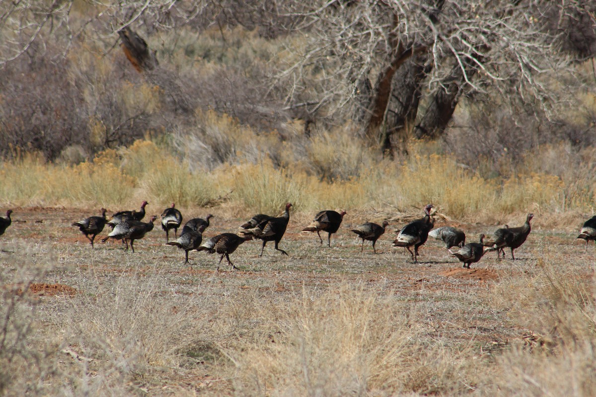 Wild Turkey - Ben Johnson