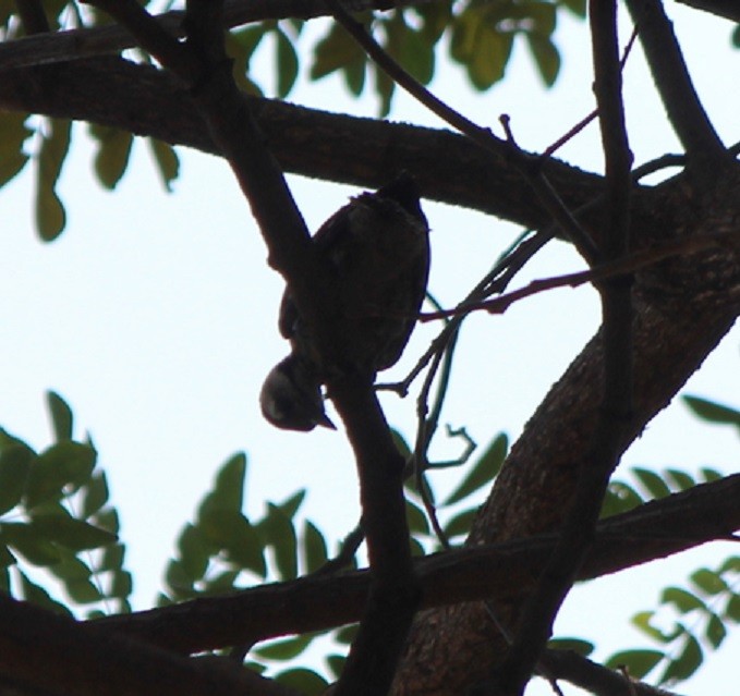 Freckle-breasted Woodpecker - ML315509481