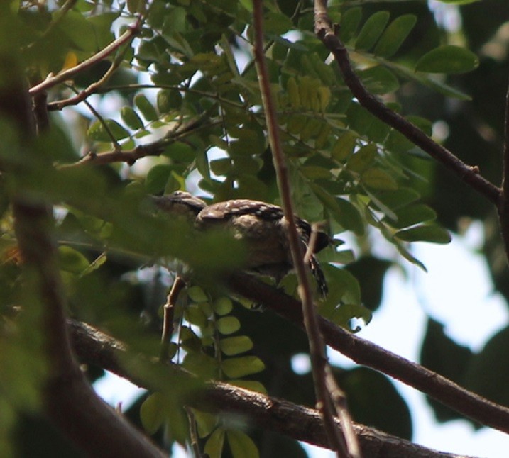 Freckle-breasted Woodpecker - ML315509501