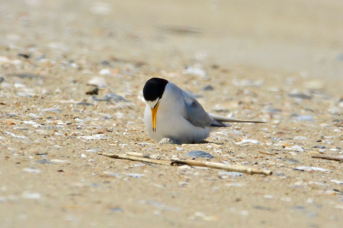Least Tern - Seth Honig
