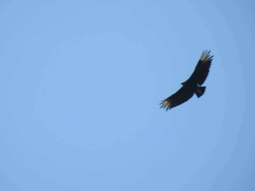 Black Vulture - ML31550981