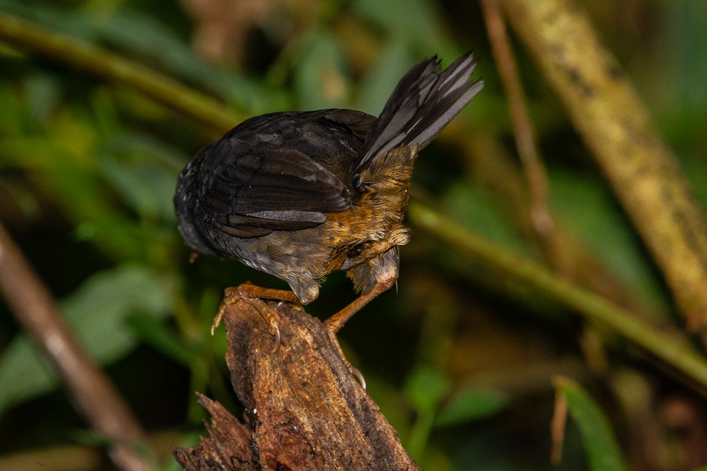 Rock Tapaculo - ML315510011