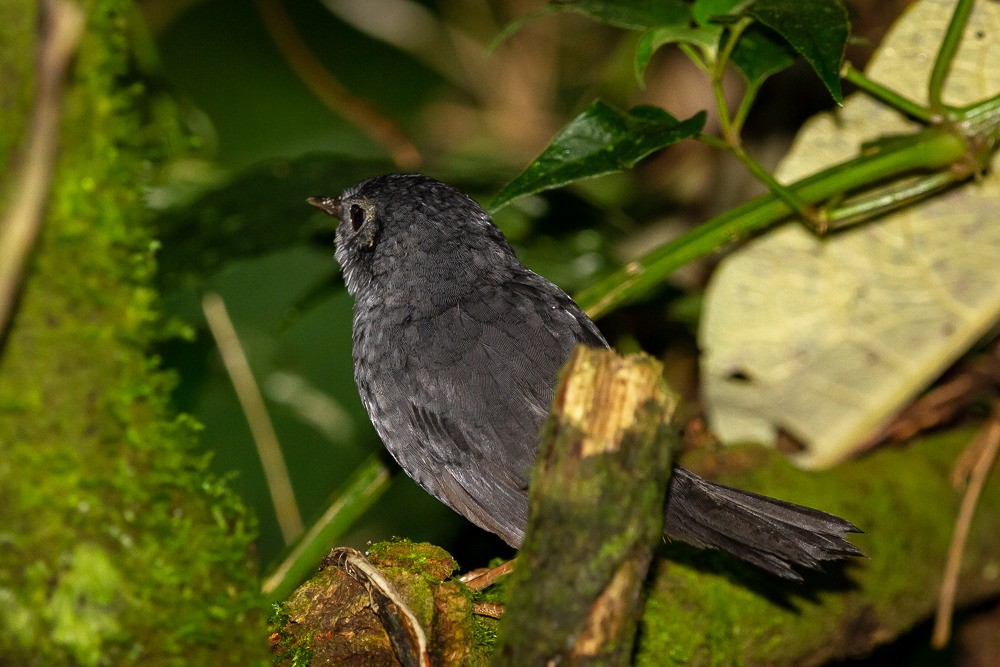 Rock Tapaculo - ML315510021