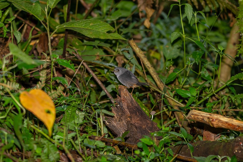 Rock Tapaculo - LAERTE CARDIM