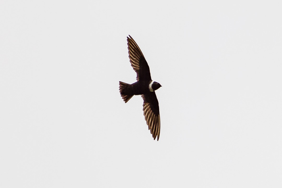 White-collared Swift - LAERTE CARDIM