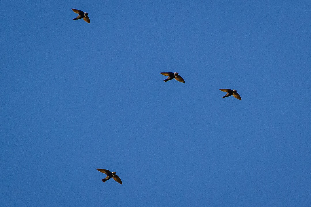 White-collared Swift - LAERTE CARDIM