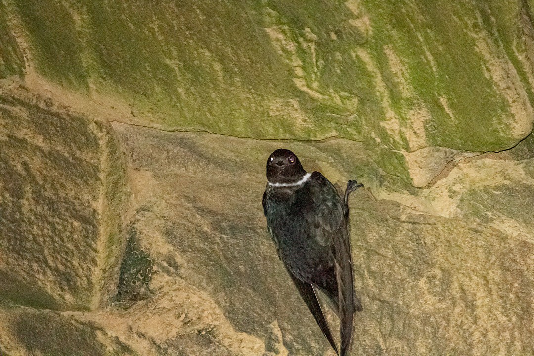 White-collared Swift - LAERTE CARDIM