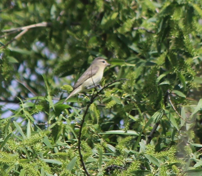 Vireo Gorjeador (grupo swainsoni) - ML315511961