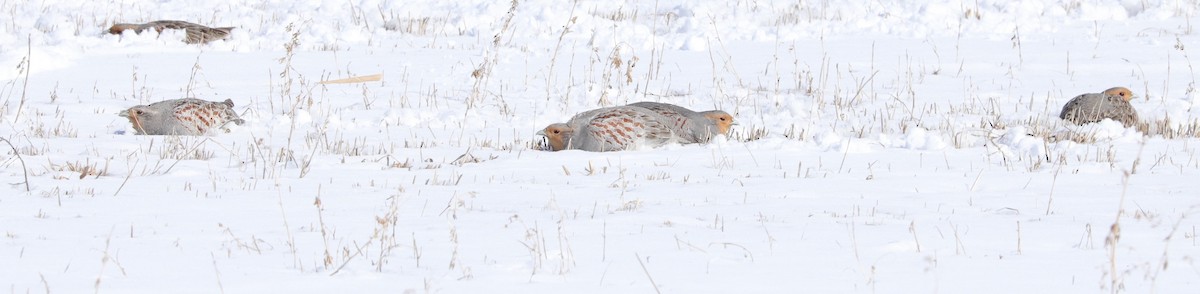 Gray Partridge - Frédéric  Goulet