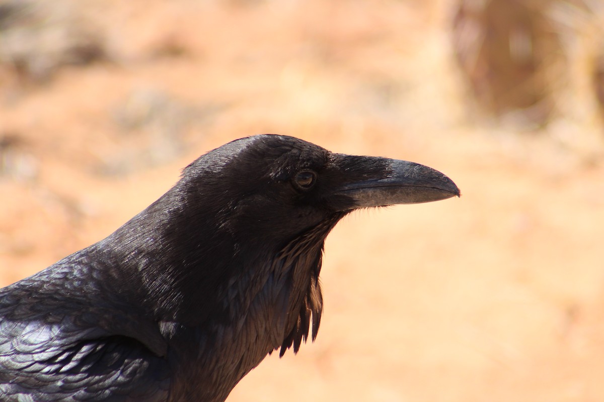 Common Raven - ML315513091