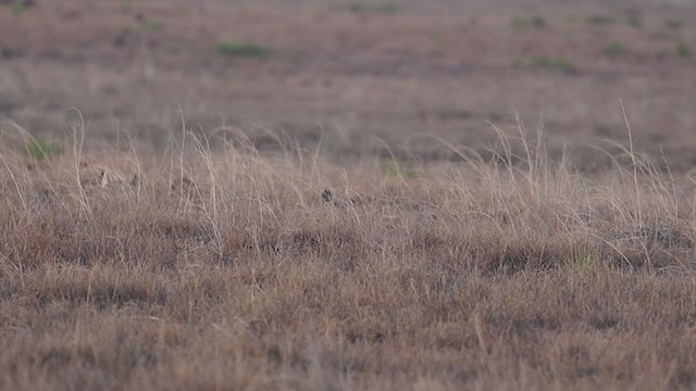 Lesser Prairie-Chicken - ML315514121